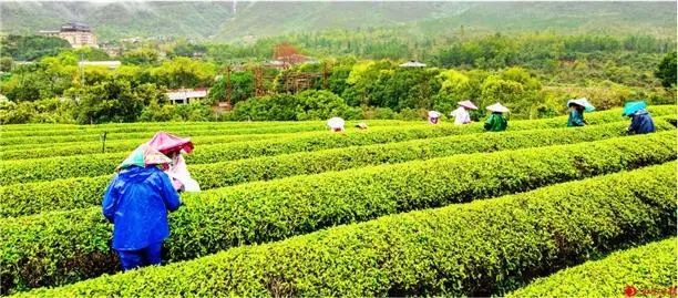 山茶.webp.jpg 山茶.webp.jpg