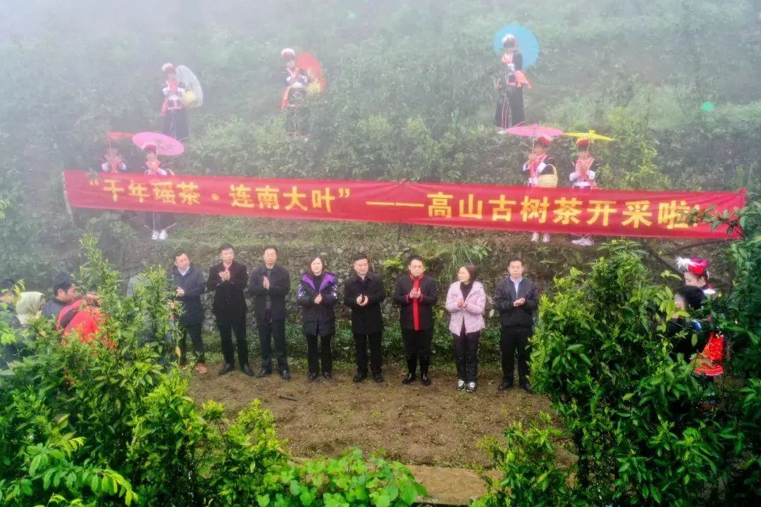 大叶茶.webp.jpg 大叶茶.webp.jpg