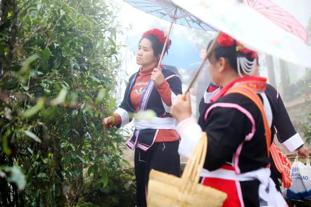 大叶茶2.webp.jpg 大叶茶2.webp.jpg